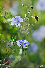 photo "***"
