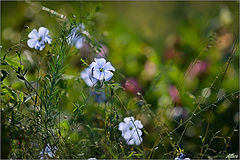 photo "***"