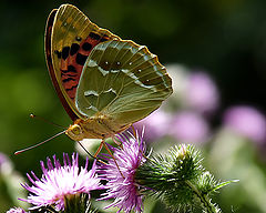 photo "Argynnis pandora"