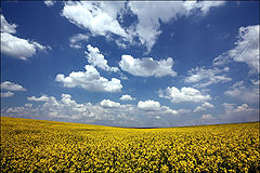 photo "Spring picture"