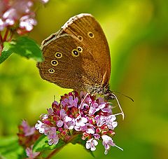 фото "Yellow Eye"