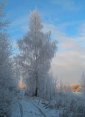 фото "Гламурная берёзка"