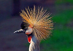 фото "the punk"