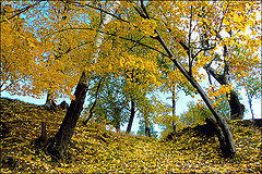 photo "Riots trees"