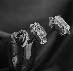 photo "Roses of memories"