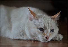 photo "***"