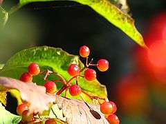 photo "Viburnum opulus"