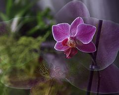 фото "орхидея"