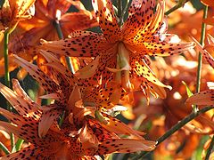 photo "Lilium tigrinum"