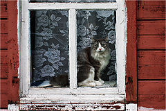 фото "Автопортрет. Лето 2011."