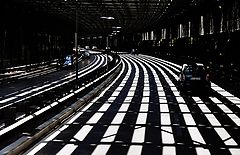 фото "Жизнь-зебра"