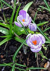 photo "Spring's arrival."