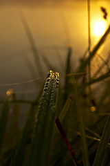 photo "***"