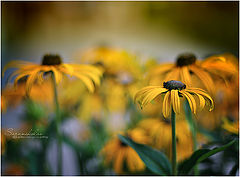 photo "***"