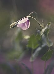 фото "..."
