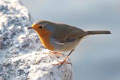photo "Erithacus rubecula"