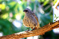 photo "Apostle bird, feeling less cranky after a bath in the creek"