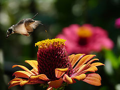 фото "Hummingbird Hawk-moth - Macroglossum stellatarum"