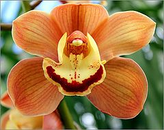 photo "Cymbidium Orchid"
