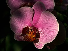 photo "Orchids #8"
