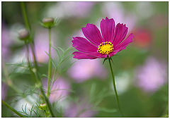 photo "flower"