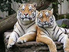 фото "Friends"