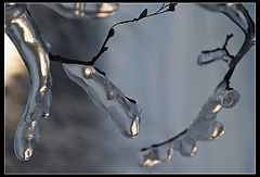 photo "Ice Forms"