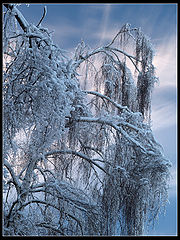 photo "Ice Forms"