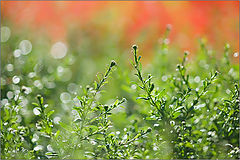 photo "***"