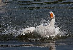 photo "Bathing in the fun."