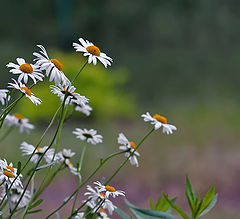 photo "Camomile tenderness."