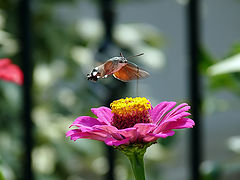 фото "Hummingbird Hawk-moth - Macroglossum stellatarum"