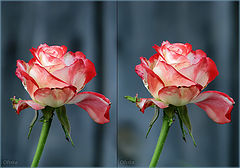 фото "У забора"