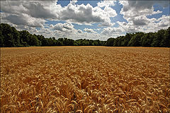 photo "Harvest time"
