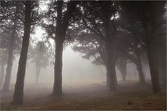 фото "Forest in the clouds"