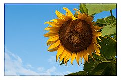 фото "The Sunflower..."