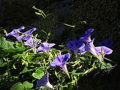 photo "***"