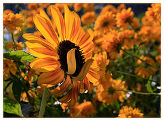 photo "***"