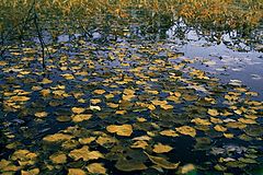 фото "Краски осени"