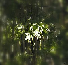 фото "***"