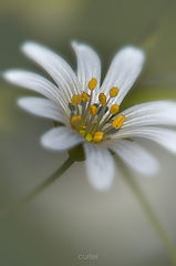 photo "***"