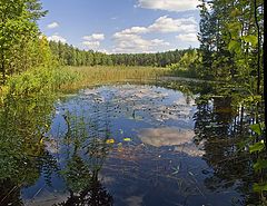 photo "Summer on the forest lake"