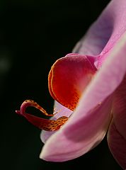 фото "Orchids #9"