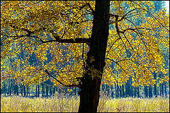 photo "Autumn decor"