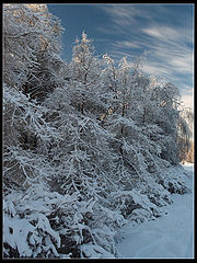photo "Ice Forms"