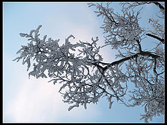 photo "Ice Forms"