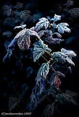 photo "***"
