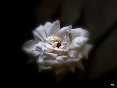 фото "***"