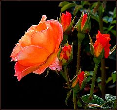 фото "red roses"
