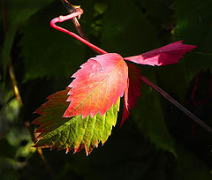 photo "***"